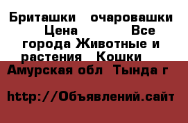 Бриташки - очаровашки.  › Цена ­ 3 000 - Все города Животные и растения » Кошки   . Амурская обл.,Тында г.